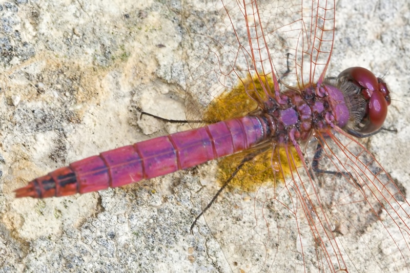 Trithemis annulata